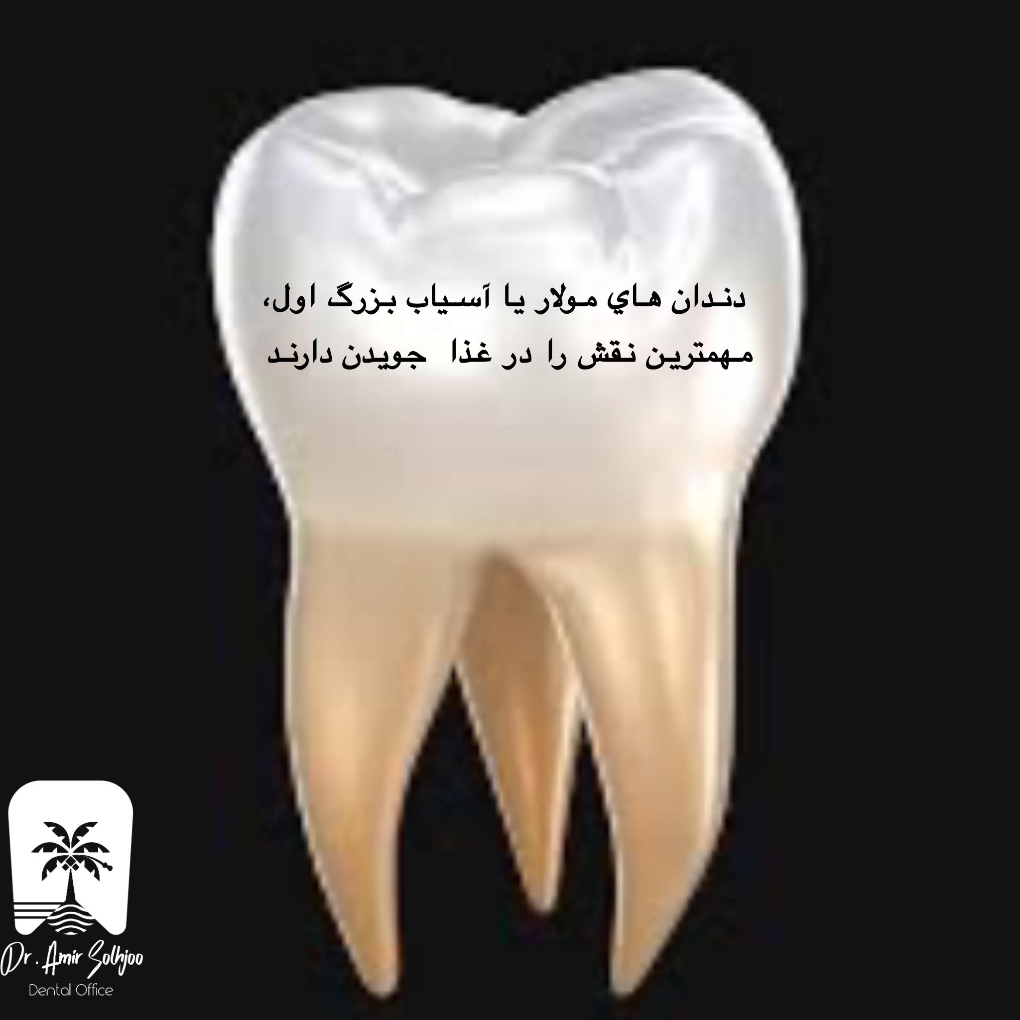 دندان مولر یا آسیاب بزرگ