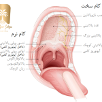 هیستولوژی دهان و دندان