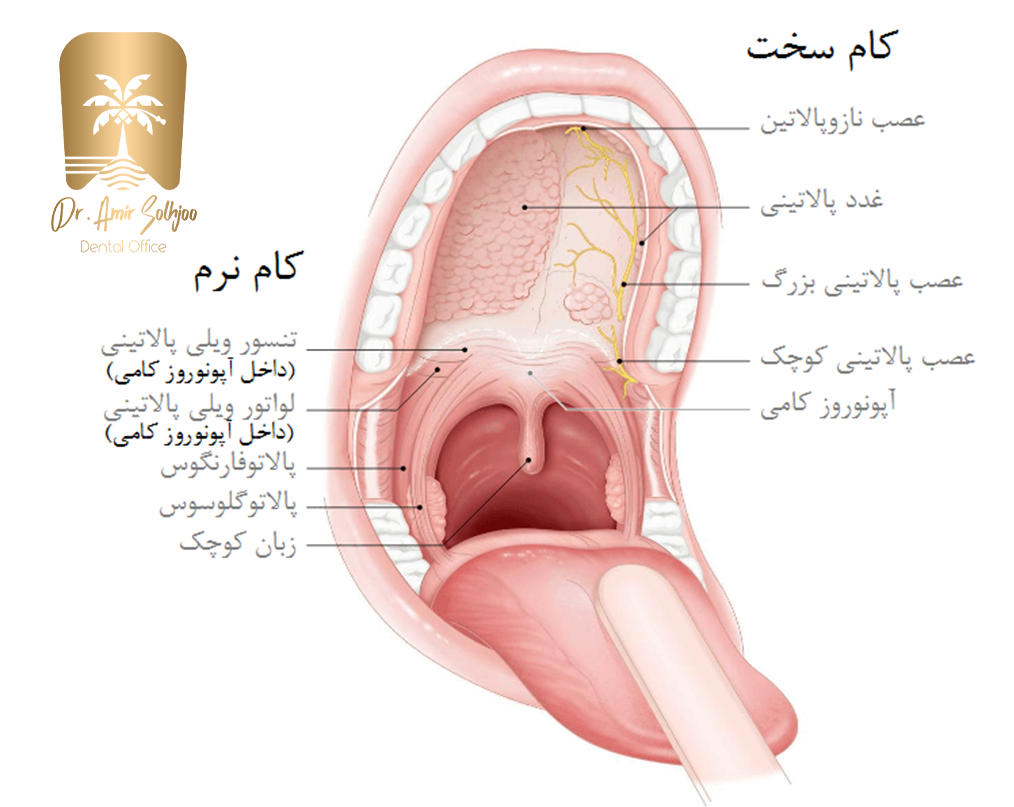 انواع مخاط دهان