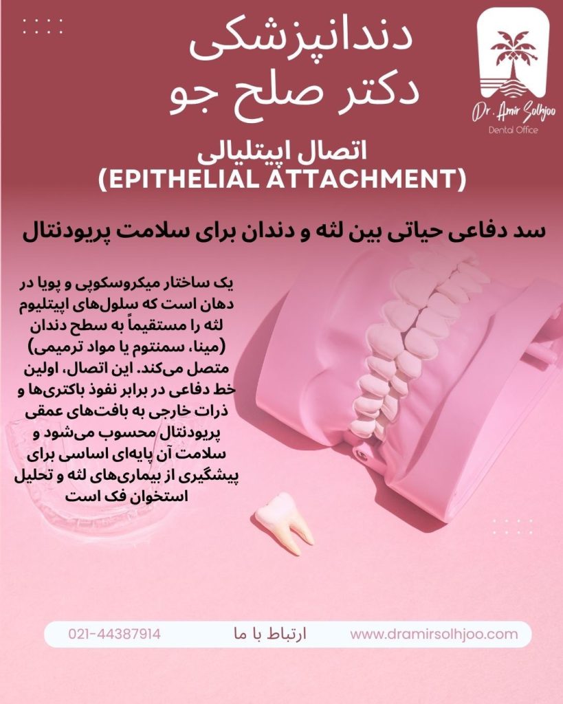 اتصال اپیتلیالی