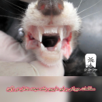 داروی رشد مجدد دندان در ژاپن