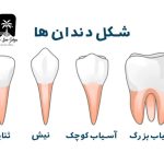 اسامی دندان ها با شکل