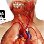 تاثیر مشکلات دهان روی قلب