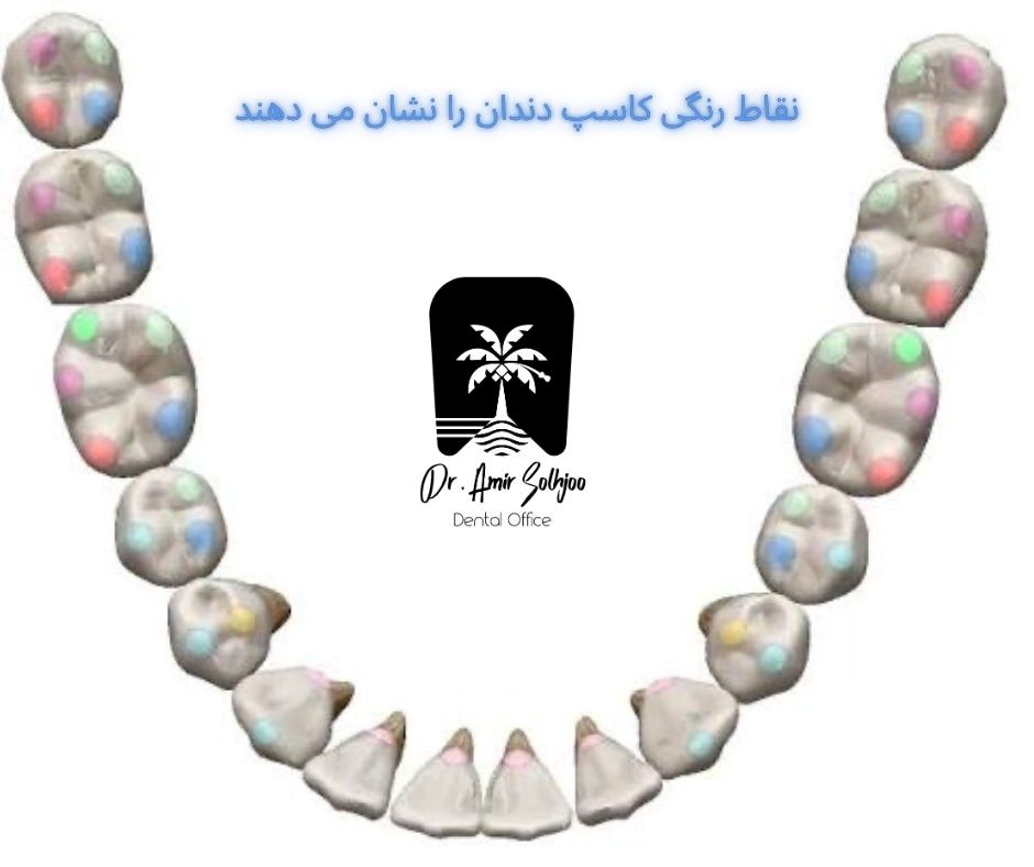 فرم آناتومیک دندان